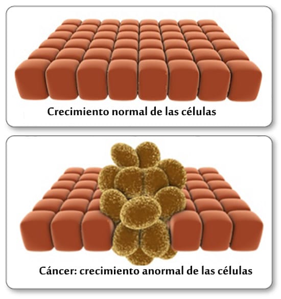 Cancer, Las Células Del Cáncer