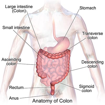 Enfermedad de Crohn. Anatomía del colon