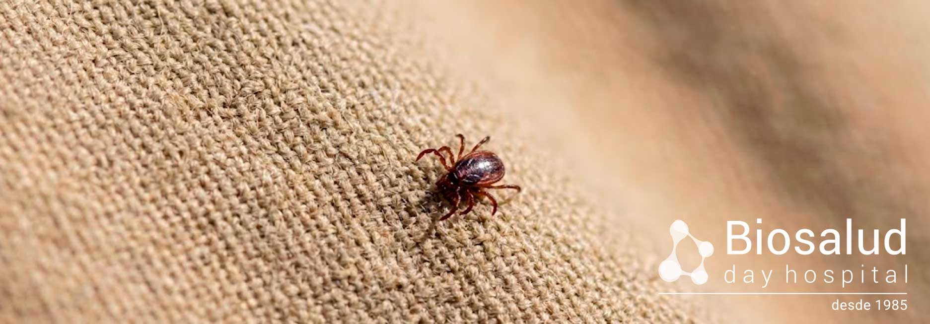 Datos sobre el contagio y prevención del Lyme que no sabías