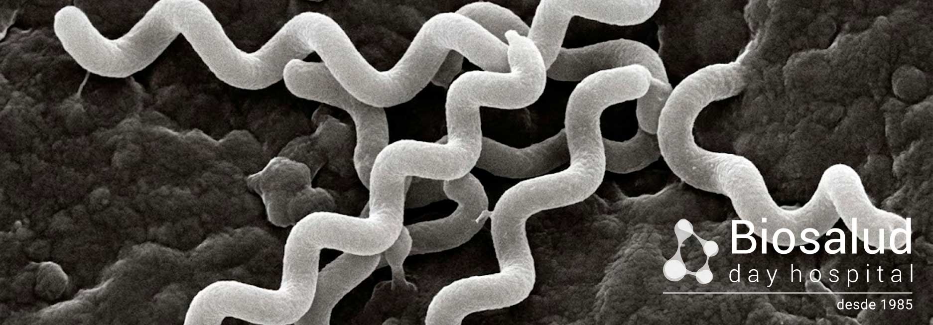 Borrelia Borrelia