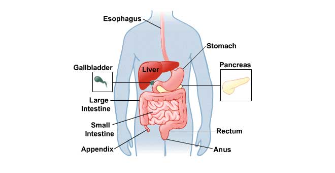 Fisiología de la digestión