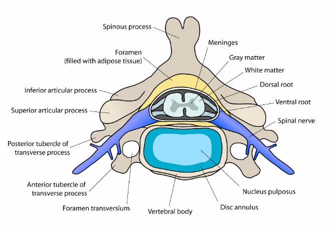 Medicina Biologica Biosalud vertebra cervical 16