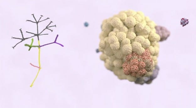 Medicina Biologica Biosalud antigenos celula tumoral 624x345 1