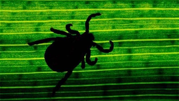 Enfermedad De Lyme: Una Nueva Bacteria Causante