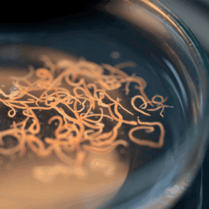 Analisis-avanzado-de-parasitos-en-heces