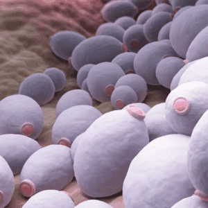 Análisis completo de candidiasis intestinal CANDITEST PLUS