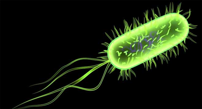 Intoxicación intestinal. E.coli