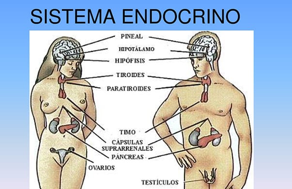 Medicina biologica, sistema endocrino