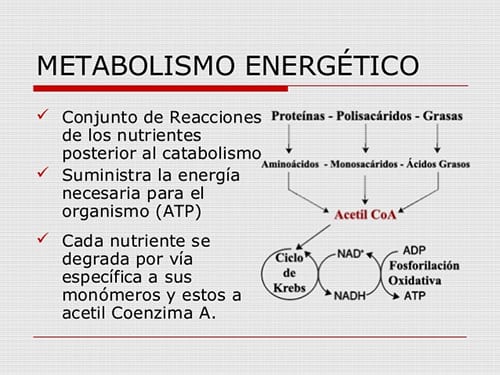 Candistop.es - Metabolismo energético