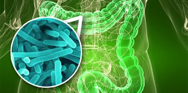 Resultado de imagen para flora bacteriana