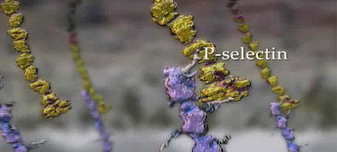 Proteína Selectina P